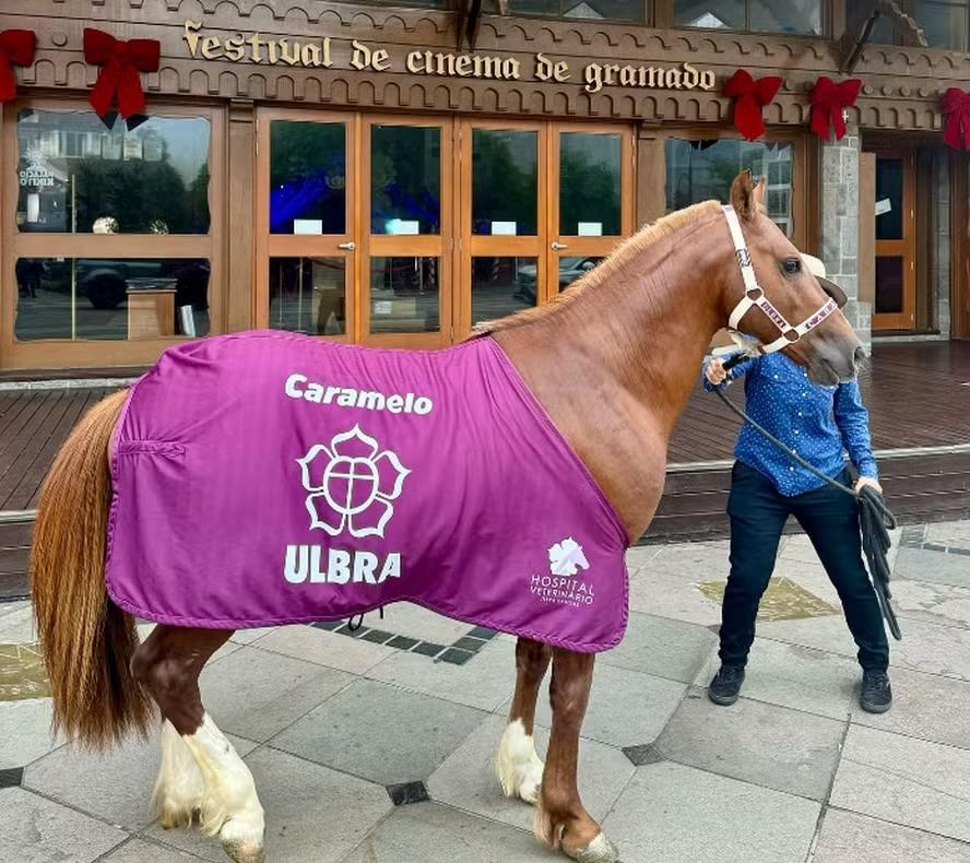 Caramelo, o Cavalo celebridade: Astro de 