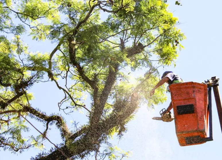 Câmara Municipal de Porto Alegre debate Projeto de Lei para proteção de árvores centenárias