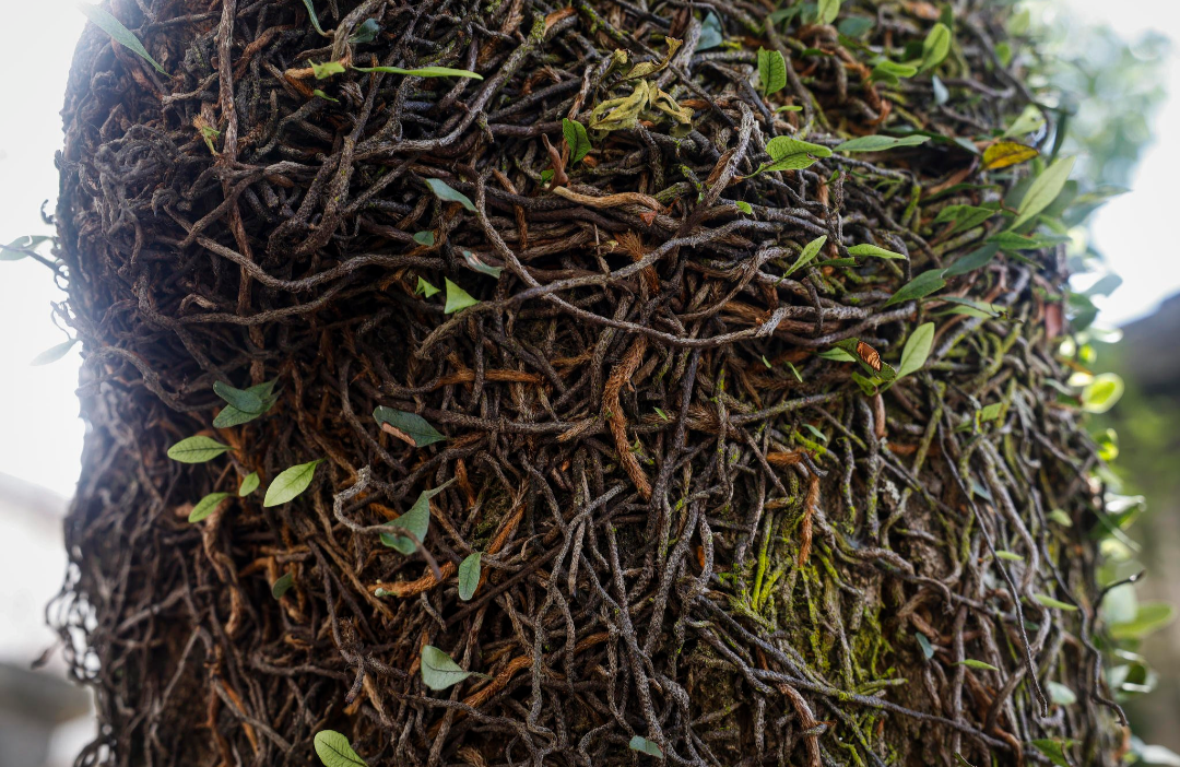 Erva-de-Passarinho: A praga silenciosa que ameaça as arvores de Porto Alegre