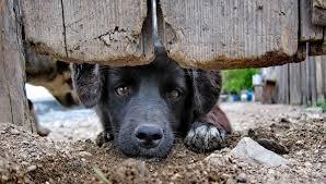 Porto Alegre Endurece Punições Contra Maus-Tratos a Animais com Nova Lei