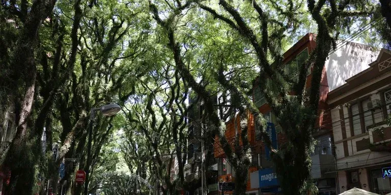 Túnel Verde em Risco: O Impacto das Obras na Preservação Ambiental em Santa Cruz do Sul