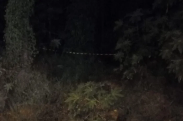 Homem não identificado é encontrado morto em matagal na zona sul de Porto Alegre