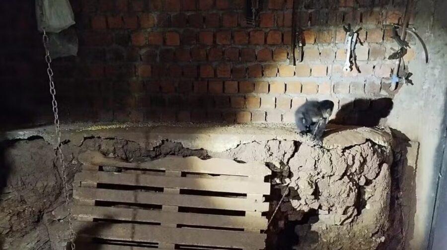 Idoso é preso por manter mais de 30 animais silvestres em cativeiro no Norte do Estado