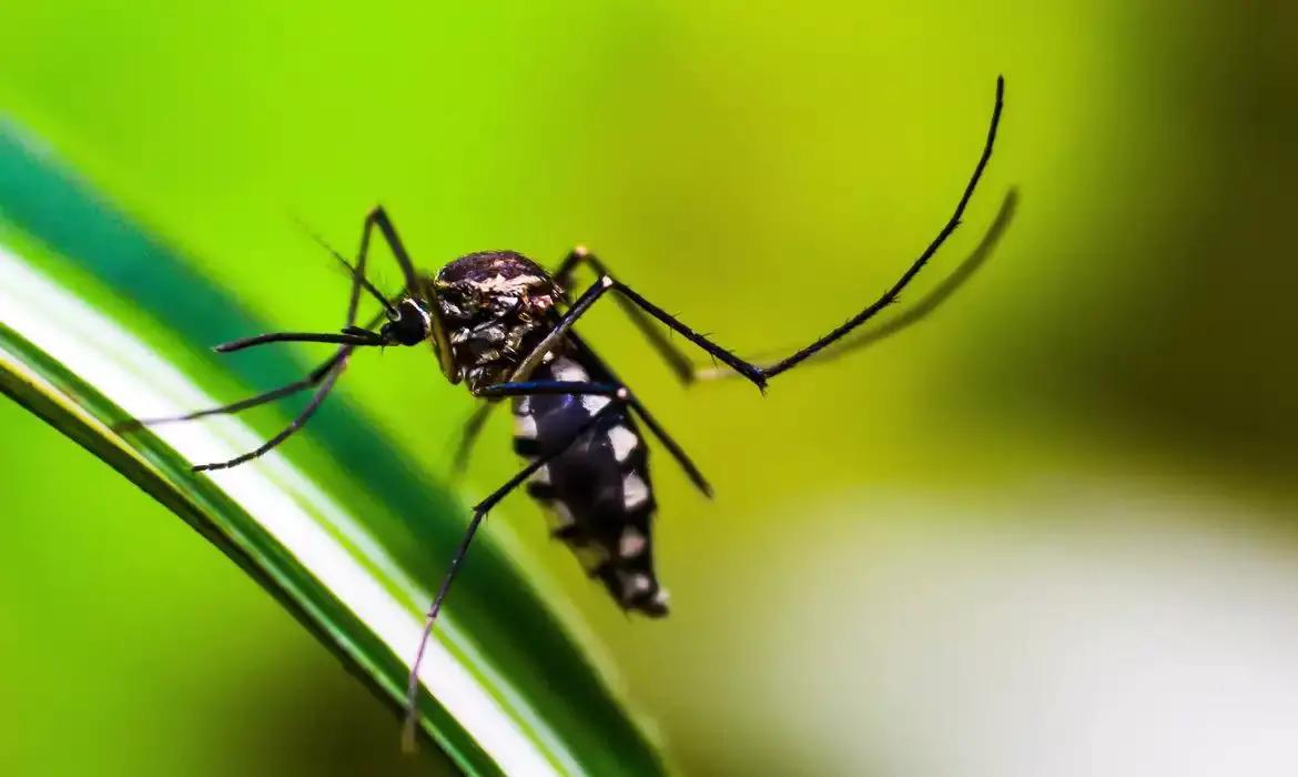 RS registra primeira morte por chikungunya e segundo óbito por dengue em 2025