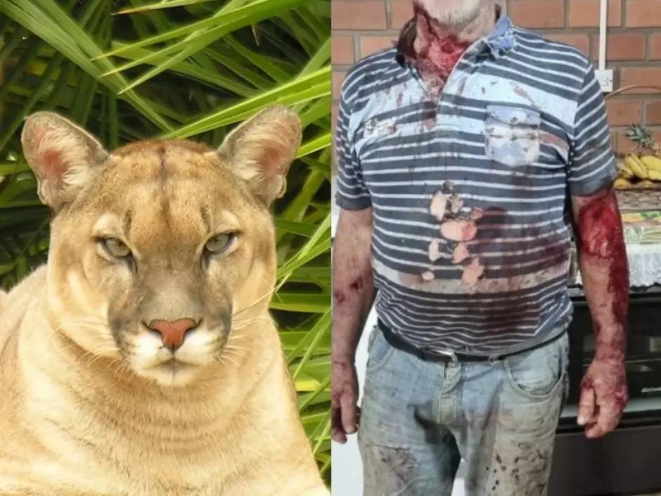Idoso é atacado por puma em área rural de Maquiné