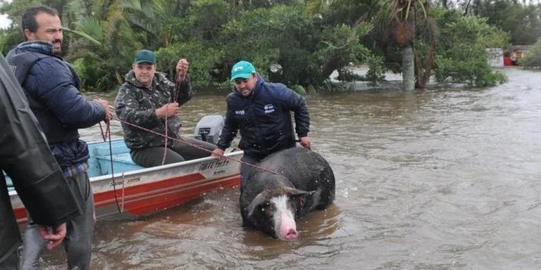 Porco de 200 kg é Resgatado Durante Enchente em Mostardas