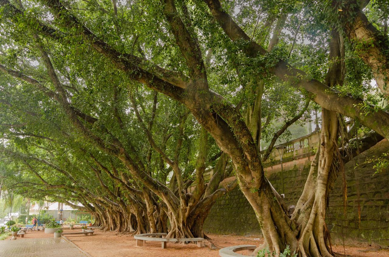 A Macabra lenda da rua do Arvoredo: Crime, mistério e linguiças humanas
