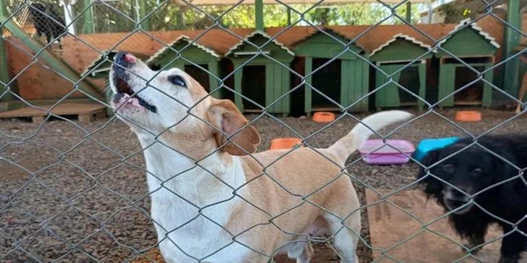 MP recomenda medidas urgentes para proteção de animais em desastres climáticos em Canoas