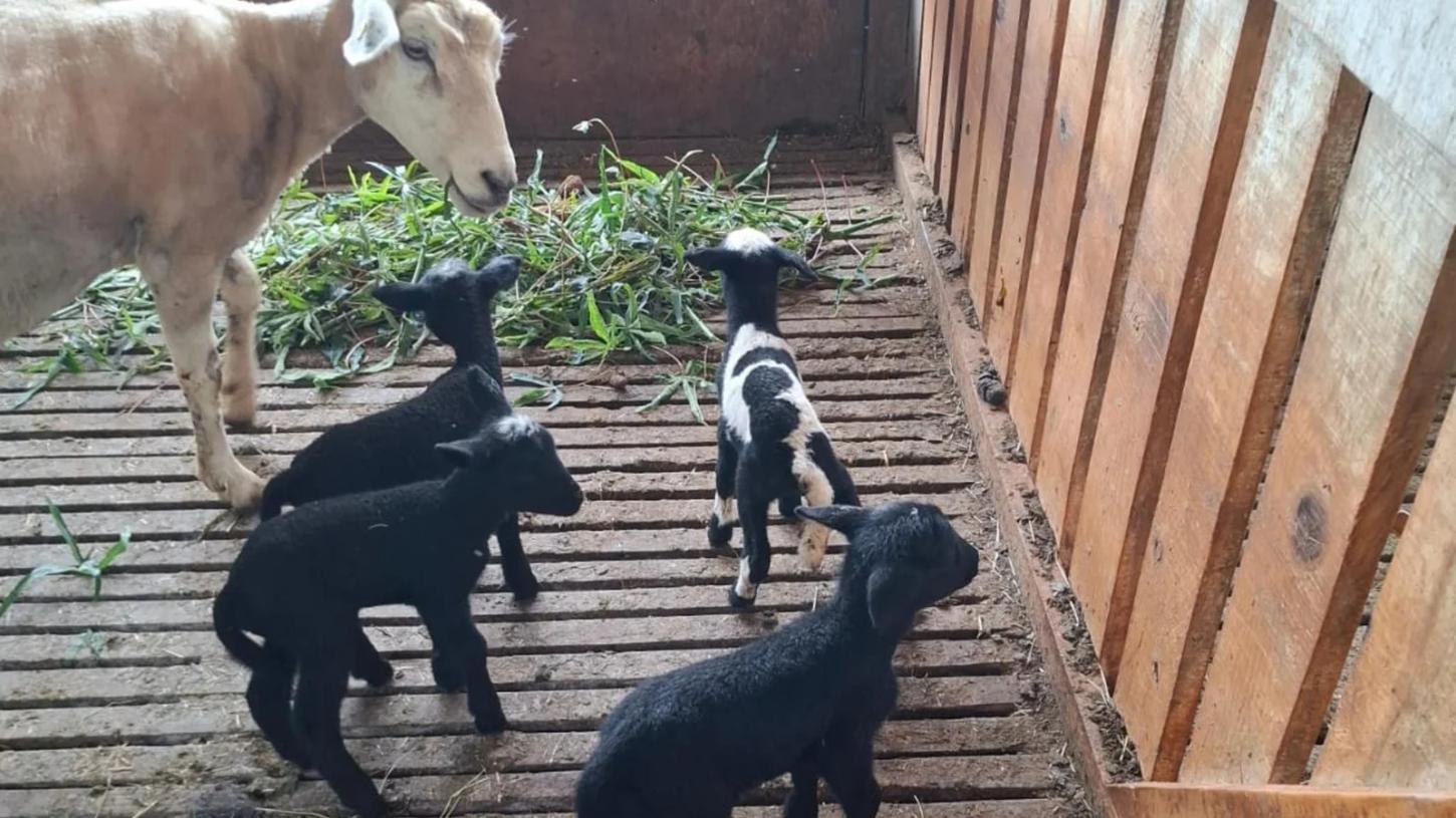 Nascimento de Quadrigêmeos da Raça Texel Surpreende Produtor no Litoral Norte do RS