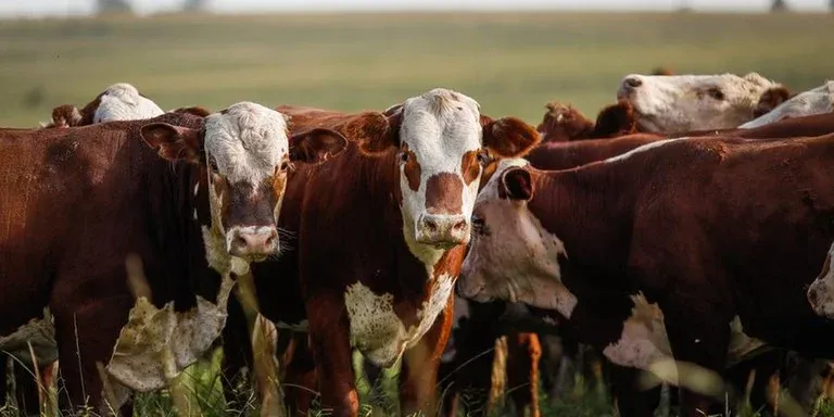 Prazo Final: Produtores Rurais Têm Até Hoje para Entregar a Declaração Anual do Rebanho no RS