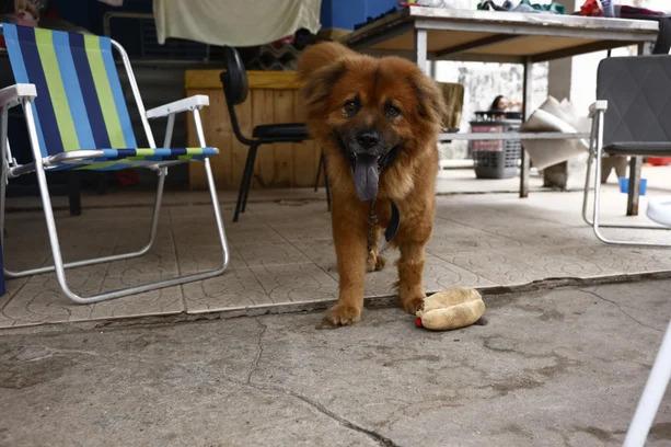 Resgate salva 21 animais em Porto Alegre durante operação nas Ilhas