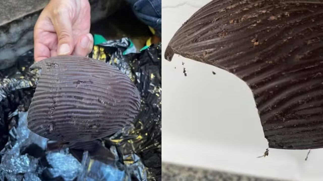 Cacau Show de Porto Alegre é flagrada com chocolates contaminados por larvas e insetos