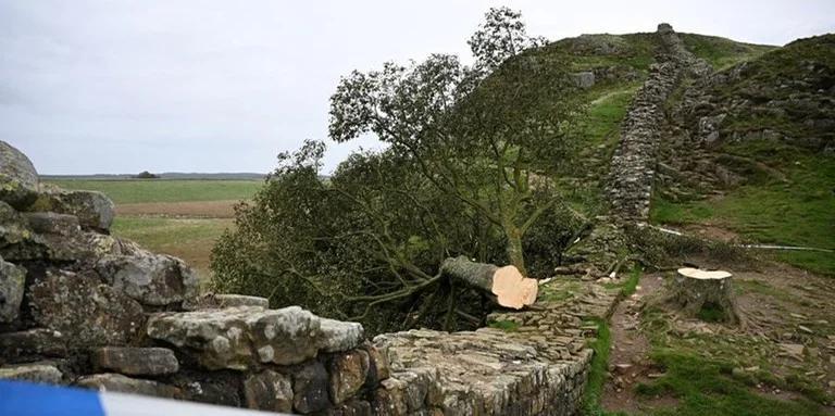 Dupla que Derrubou Famosa Árvore Sycamore, a famosa arvore do filme  