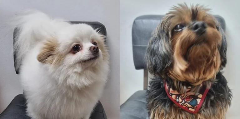 Polícia Recupera Dois Cães de Estimação Roubados em Porto Alegre