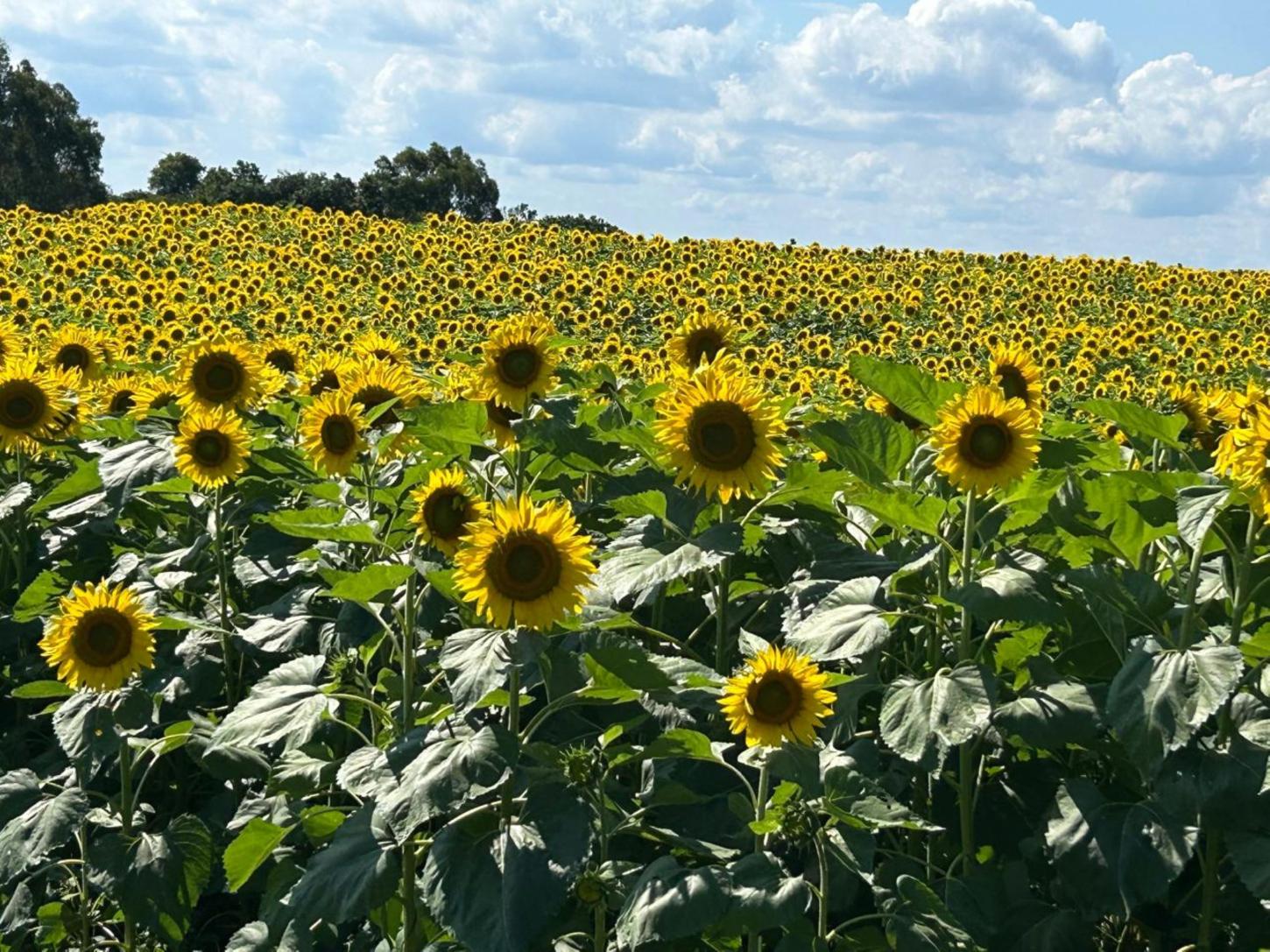 Girassóis anunciam a Vindima 2026 na 4ª Festa das Safras da Vinícola Don Giovanni