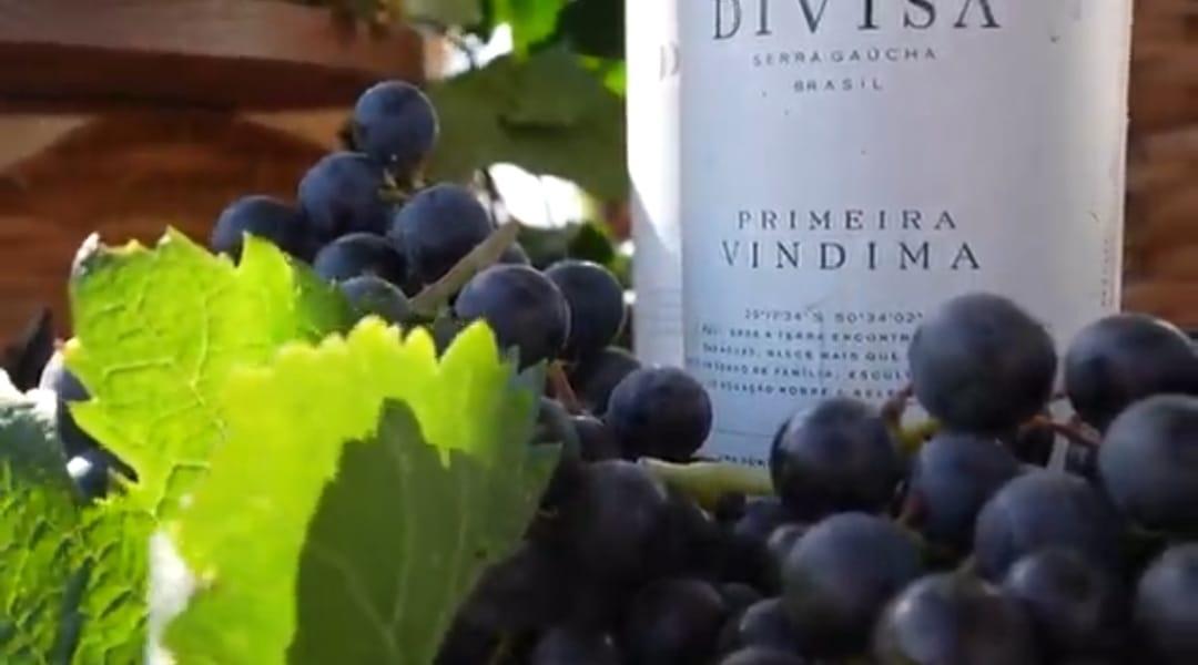 Primeira Vindima do Terroir Divisa celebra início da colheita e nova fase do enoturismo na Serra Gaúcha