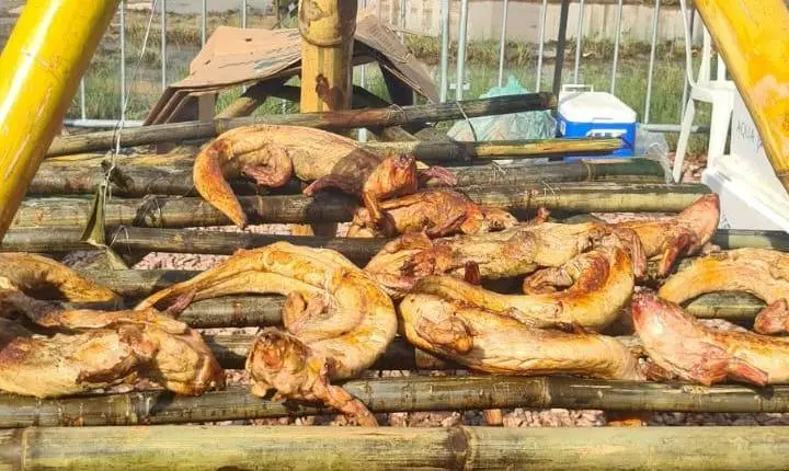EXPOCHURRASCO QUEBRA RECORDE MUNDIAL E TEM PROTAGONISMO FEMININO NO FOGO