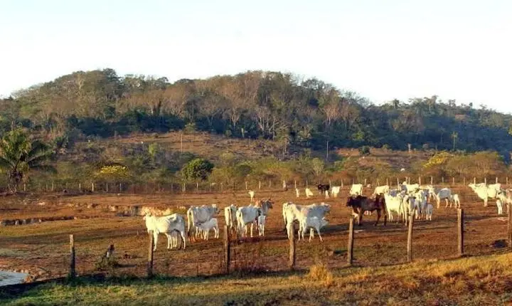 STF mantém lei que limita compra de terras por empresas estrangeiras